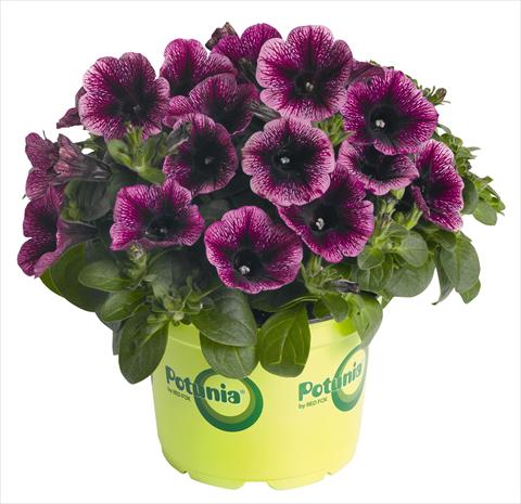 photo of flower to be used as: Pot, bedding, patio, basket Petunia RED FOX Potunia® Piccola Grape Ice