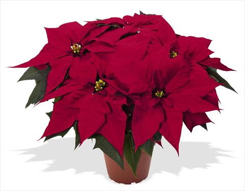 Foto fiore da  Vaso Poinsettia - Euphorbia pulcherrima RED FOX Special Reds Holly Jolly Dark Red