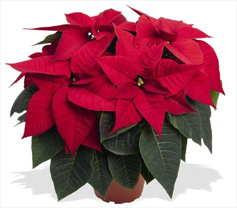 Foto fiore da  Vaso Poinsettia - Euphorbia pulcherrima RED FOX Special Reds Prima Red