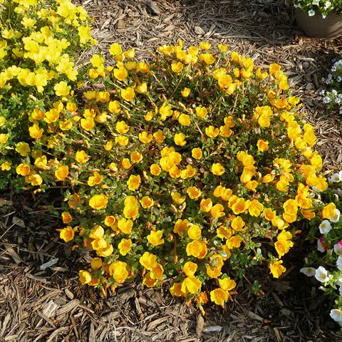 photo of flower to be used as: Bedding, patio, basket Portulaca Sun Dance Gold