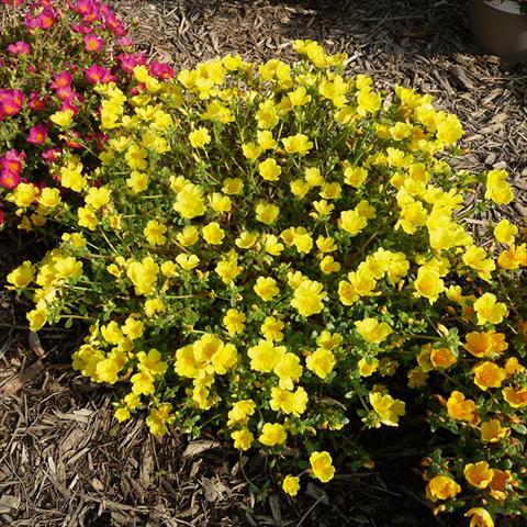 Foto fiore da  Aiuola, balcone, basket Portulaca Sun Dance Lemon