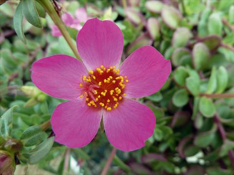 Foto fiore da  Aiuola, balcone, basket Portulaca Sun Dance Rose