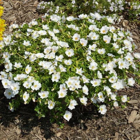 Foto fiore da  Aiuola, balcone, basket Portulaca Sun Dance White