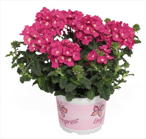 Foto fiore da  Vaso, balcone, basket Verbena RED FOX Empress Flair Pink Charme