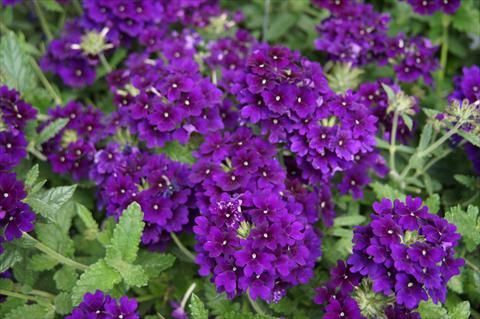 Foto fiore da  Vaso, balcone, basket Verbena RED FOX Empress Imperial Blue