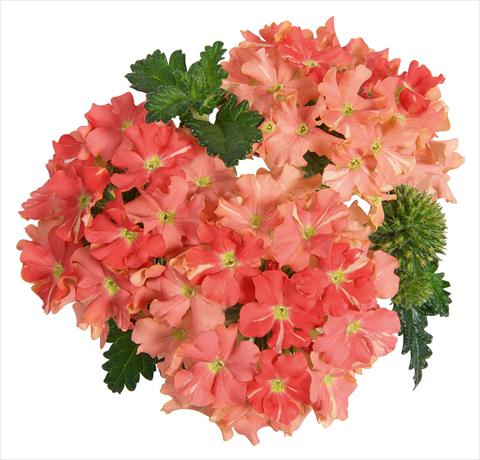 Foto fiore da  Vaso, balcone, basket Verbena RED FOX Empress Peach