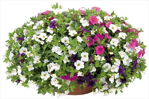 Foto fiore da  Vaso, aiuola, balcone 3 Combo Calibrachoa Lindura® Fata Morgana