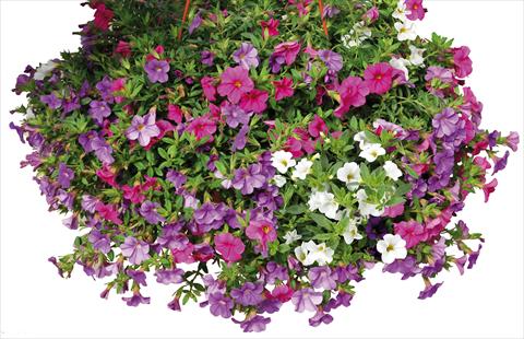 Foto fiore da  Vaso, aiuola, balcone 3 Combo Calibrachoa Lindura® Paradise