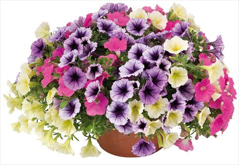 Foto fiore da  Vaso, aiuola, balcone 3 Combo Petunia Fortunia® Candy