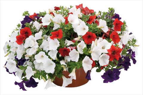 Foto fiore da  Vaso, aiuola, balcone 3 Combo Petunia Fortunia® Stars and Stripes