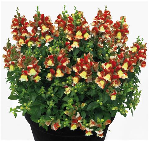 photo of flower to be used as: Pot and bedding Antirrhinum majus Florini® Diana Flame