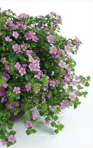 Foto fiore da  Vaso, balcone, basket Bacopa (Sutera cordata) Scopia® Great Classic Pink