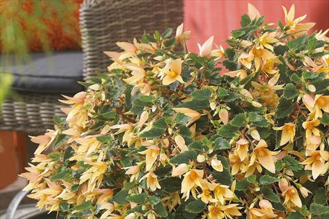 photo of flower to be used as: Bedding pot or basket Begonia boliviensis Crackling Fire® Creamy Yellow
