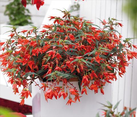 photo of flower to be used as: Bedding pot or basket Begonia boliviensis Crackling Fire® Orange Red