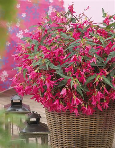 photo of flower to be used as: Bedding pot or basket Begonia boliviensis Crackling Fire® Pink