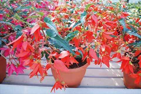 Foto fiore da  Basket vaso o aiuola Begonia boliviensis Crackling Fire® Red