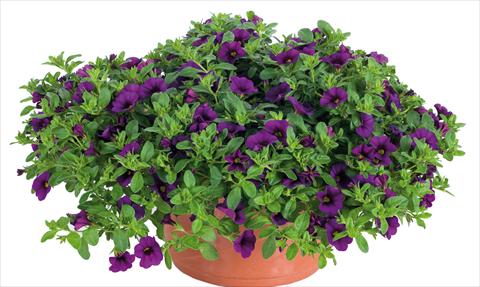 photo of flower to be used as: Pot, bedding, patio, basket Calibrachoa Lindura® fides Indigo