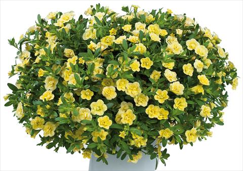 Foto fiore da  Vaso, aiuola, balcone, basket Calibrachoa Noa™ Double Pineapple