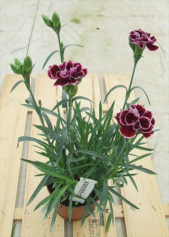 Foto fiore da  Basket o vaso Dianthus Sunflor® Mimi