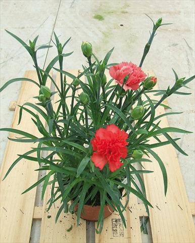 Foto fiore da  Basket o vaso Dianthus Sunflor® Orange Bling Bling