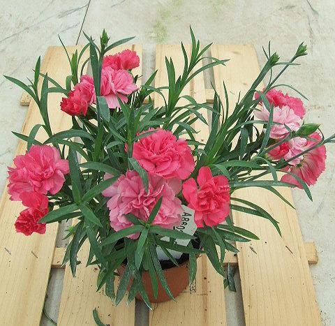 Foto fiore da  Basket o vaso Dianthus Sunflor® Vivre