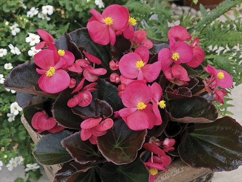 photo of flower to be used as: Bedding / border plant Begonia semperflorens Bada Boom Rose