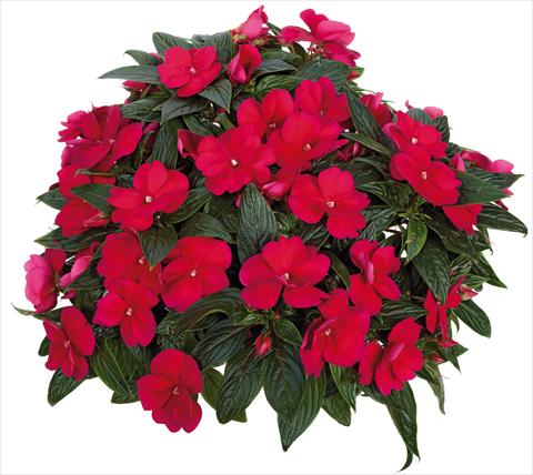 Foto fiore da  Vaso, aiuola, balcone, basket Impatiens N. Guinea Tamarinda® Max fides® Burgundy