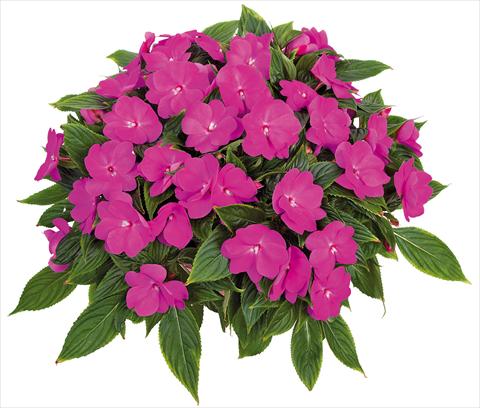 Foto fiore da  Vaso, aiuola, balcone, basket Impatiens N. Guinea Tamarinda® Max fides® Lavender