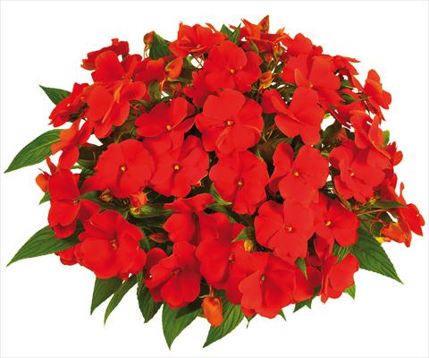 Foto fiore da  Vaso, aiuola, balcone, basket Impatiens N. Guinea Tamarinda® Max fides® Orange