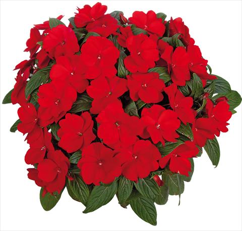 Foto fiore da  Vaso, aiuola, balcone, basket Impatiens N. Guinea Tamarinda® Max fides® Red