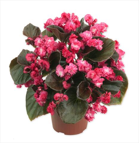 Foto fiore da  Vaso e aiola Begonia Doublet Red