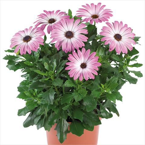 Foto fiore da  Vaso e aiola Osteospermum Margarita Supreme fides® Pink Bicolor