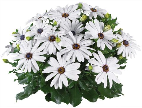 Foto fiore da  Vaso e aiola Osteospermum Margarita Supreme fides® White