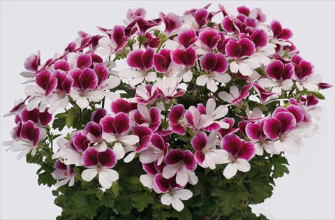 Foto fiore da  Balcone, vaso Pelargonium grandiflorum pac® Angeleyes® Bicolor Improved