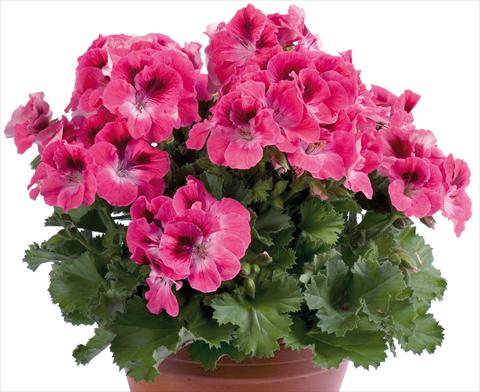 Foto fiore da  Balcone, vaso Pelargonium grandiflorum pac® Aristo® Salmon