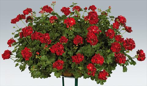 Foto fiore da  Vaso, balcone, basket Pelargonium peltatum pac® Kate