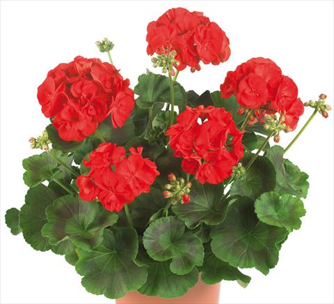 Foto fiore da  Vaso, aiuola, balcone Pelargonium zonale Master Idols® fides® Bright Red