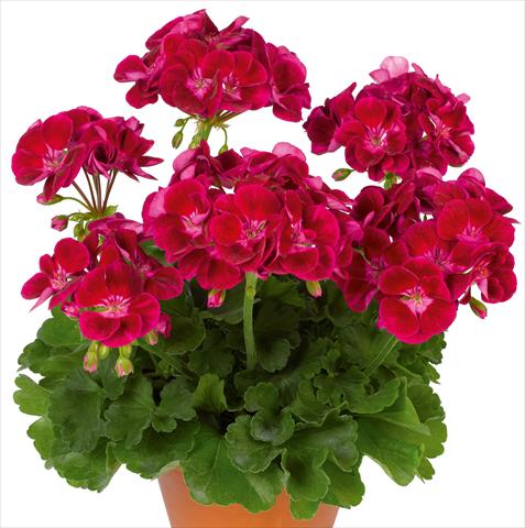 Foto fiore da  Vaso, aiuola, balcone Pelargonium zonale pac® Flower Fairy Velvet