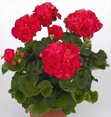 Foto fiore da  Vaso, aiuola, balcone Pelargonium zonale pac® Ludo