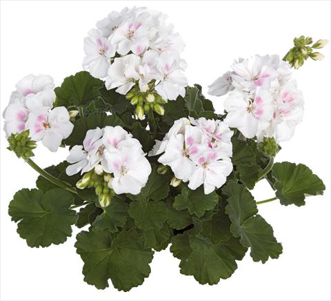 Foto fiore da  Vaso, aiuola, balcone Pelargonium zonale Summer Idols® fides® White Blush