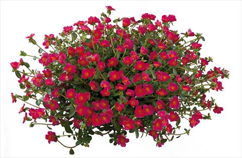 Foto fiore da  Aiuola, balcone, basket Portulaca Pazzaz Deep Pink