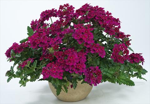 Foto fiore da  Vaso, balcone, basket Verbena Donalena™ Red Wine