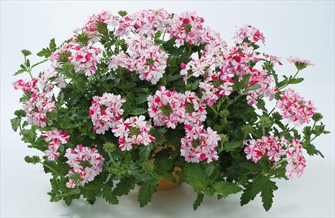 Foto fiore da  Vaso, balcone, basket Verbena Donalena™ Twinkle Deep Pink