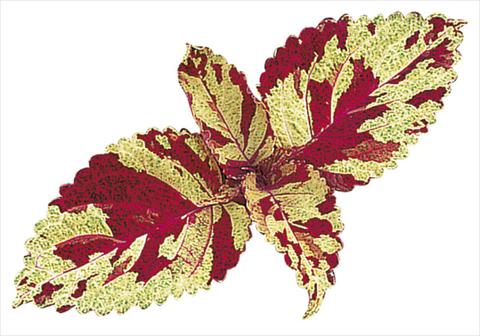 Foto fiore da  Aiuola e/o bordura Coleus blumei Fairway Mosaic