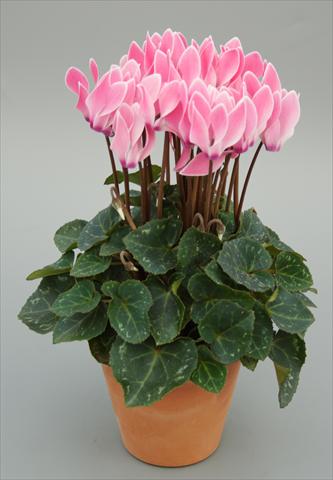 Foto fiore da  Vaso Cyclamen persicum mini Picola Salmon Flame