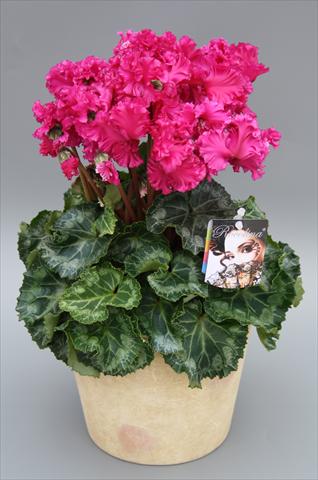 Foto fiore da  Vaso Cyclamen persicum mini Rocolina Deep Purple