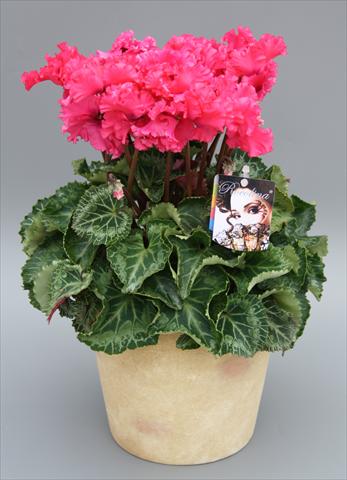 Foto fiore da  Vaso Cyclamen persicum mini Rocolina Deep Rose