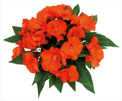 photo of flower to be used as: Pot, bedding, patio, basket Impatiens N. Guinea Rokoko Antoinette