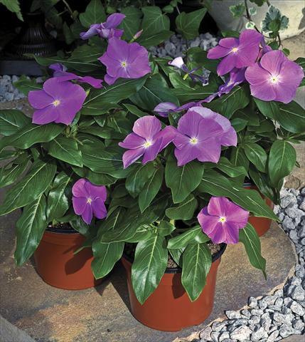 Foto fiore da  Vaso e aiola Catharanthus roseus - Vinca Cora F1 Deep Lavander