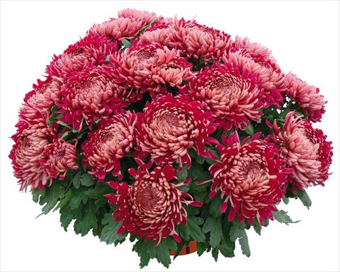 Foto fiore da  Vaso e aiola Chrysanthemum Romy Bordeaux